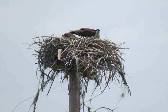 Osprey on a nest near keystone, Keith Co by Joel G. Jorgensen