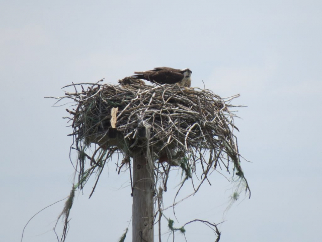 Osprey on a nest near keystone, Keith Co by Joel G. Jorgensen