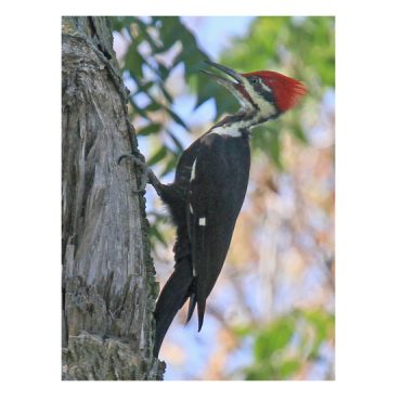 Pileated Woodpecker at Fontenelle Forest, Sarpy Co 1 Sep 2012 by Phil Swanson