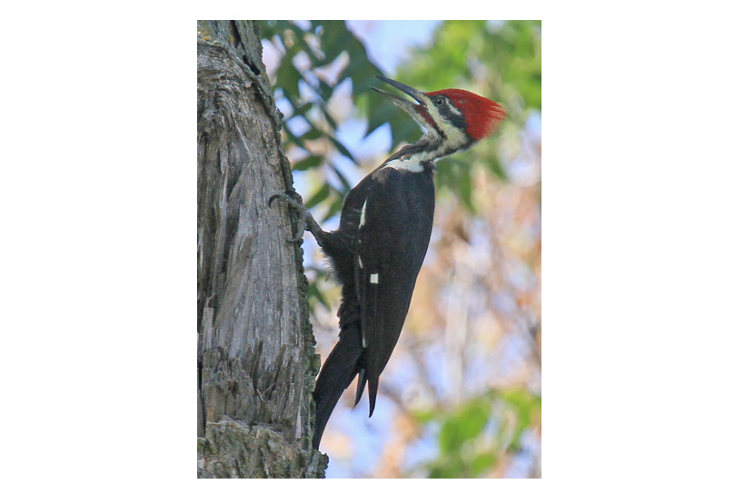 Pileated Woodpecker at Fontenelle Forest, Sarpy Co 1 Sep 2012 by Phil Swanson