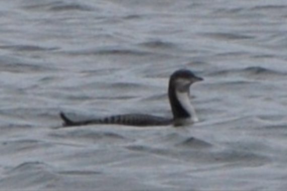 Pacific Loon at Branched Oak Lake, Lancaster Co 24 Oct 2009 by Joel G. Jorgensen