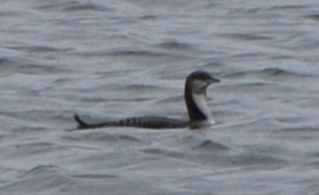 Pacific Loon at Branched Oak Lake, Lancaster Co 24 Oct 2009 by Joel G. Jorgensen