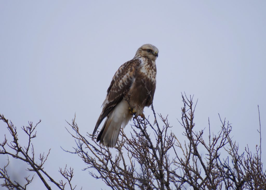 Rough-legged Hawk in Harlan Co 21 Dec 2015 by Joel G. Jorgensen