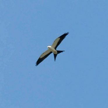 Swallow-tailed Kite at Kearney, Buffalo Co 25 Jul 2016 by Dave Gleason