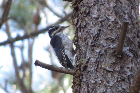 American Three-toed Woodpecker in East Ash Canyon, Dawes Co 24 Oct 2014 by Joel G. Jorgensen