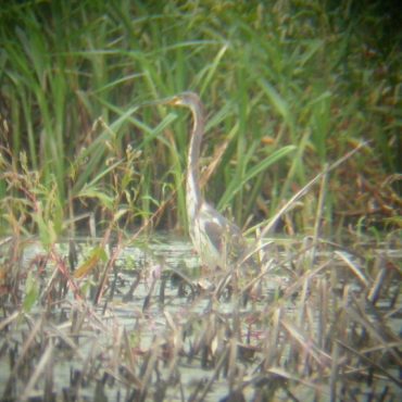 Tricolored Heron in Clay Co 30 Aug 2003 by Joel G. Jorgensen