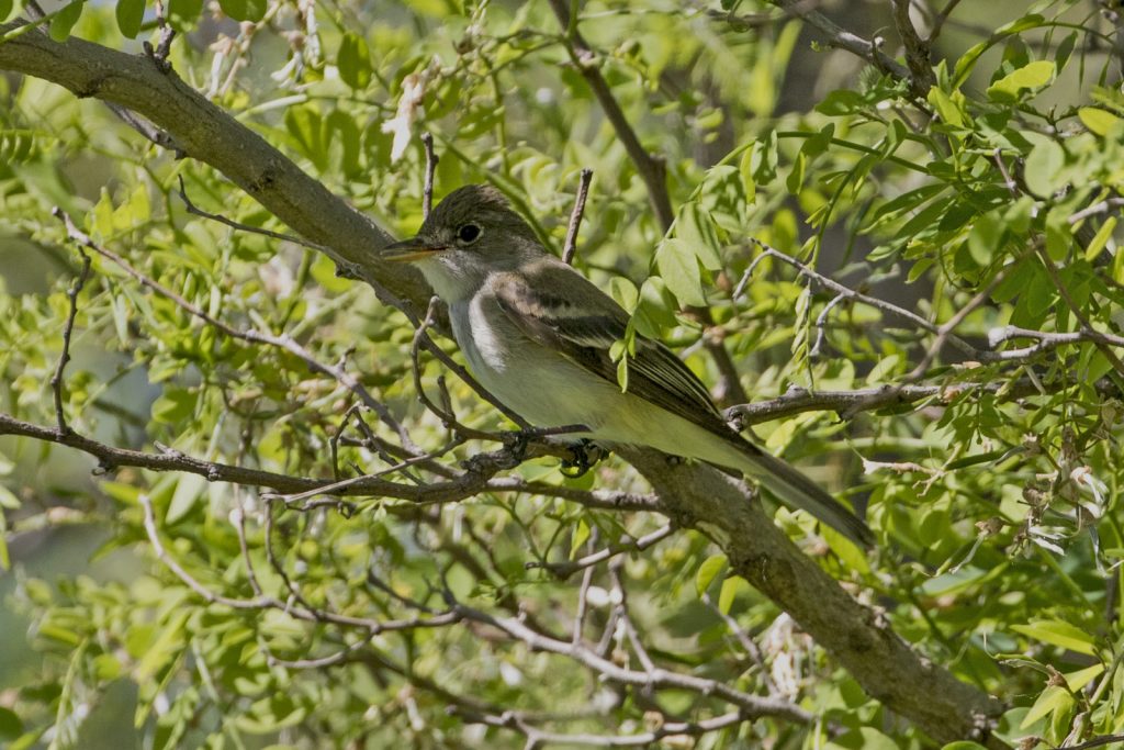 Willow Flycatcher at Memphis Lake Wildlife Management Area, Saunders Co 1 Jun 2018 by Phil Swanson