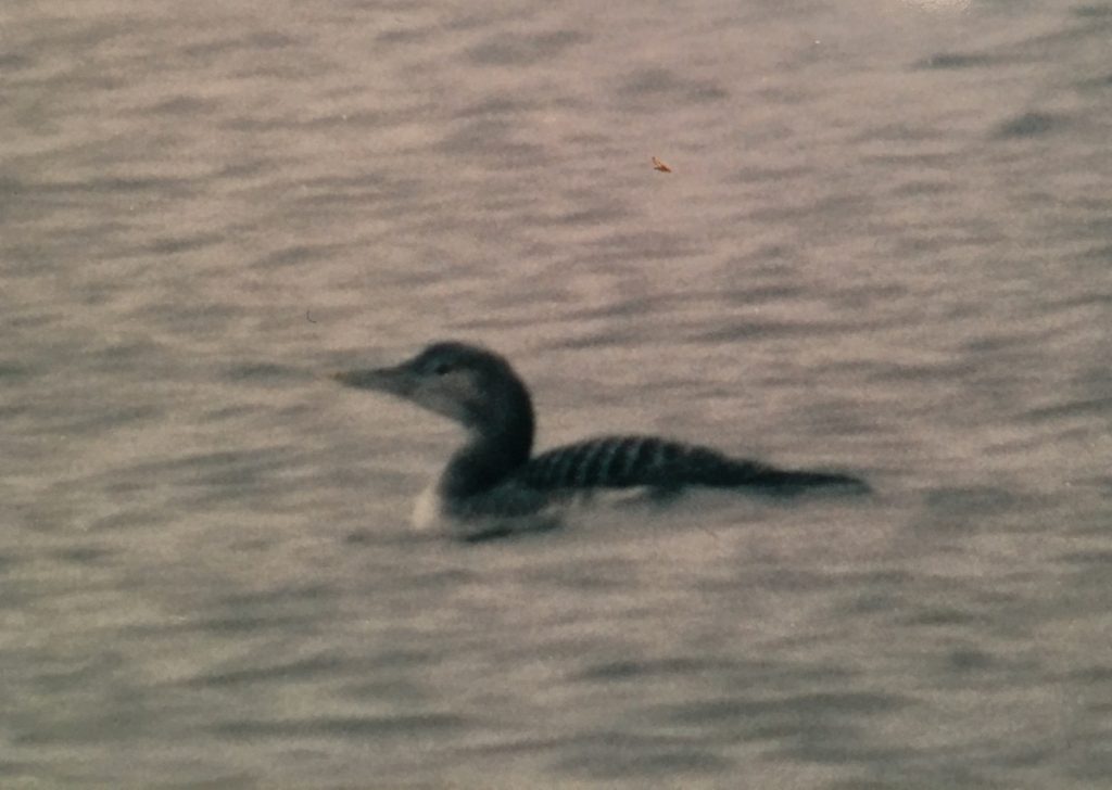 Yellow-billed Loon at Branched Oak Lake, Lancaster Co, on 19 Nov 1996 by Joel G. Jorgensen