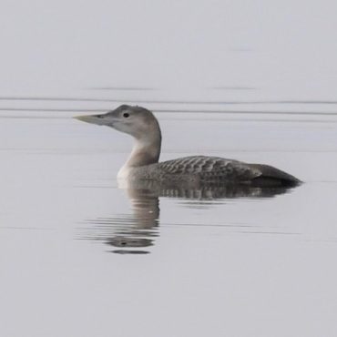 Yellow-billed Loon at Branched Oak Lake, Lancaster Co, on 8 Dec 2019 by Steve Kruse