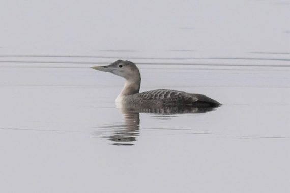 Yellow-billed Loon at Branched Oak Lake, Lancaster Co, on 8 Dec 2019 by Steve Kruse