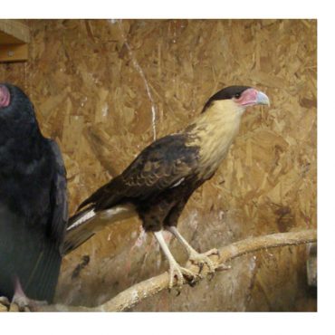 Photograph (top) of a Crested Caracara held in captivity at Fontenelle Forest’s Raptor Recovery near Elmwood, Cass County during fall 2012 after it was captured in Nance Co 14 Jul 2012