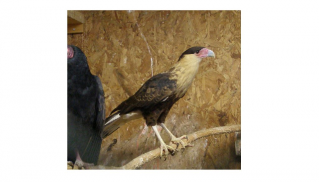 Photograph (top) of a Crested Caracara held in captivity at Fontenelle Forest’s Raptor Recovery near Elmwood, Cass County during fall 2012 after it was captured in Nance Co 14 Jul 2012