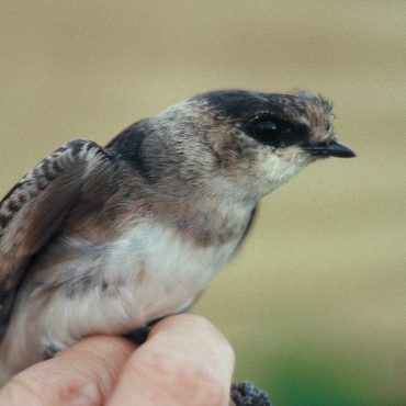 Cave Swallow legally captured and banded in Garden Co 31 May 1991 by Charles Brown (see Brown and Brown 1992)