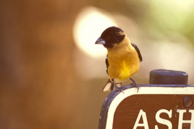 Black-headed Grosbeak at Ash Hollow State Historical Park, Garden Co by Phil Swanson