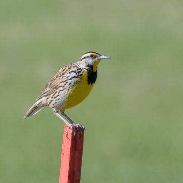 Eastern Meadowlark at Chalco Hills Recreation Area, Sarpy Co 24 Apr 2005 by Phil Swanson