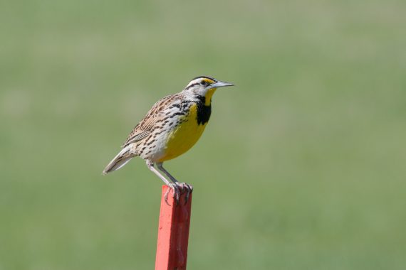 Eastern Meadowlark at Chalco Hills Recreation Area, Sarpy Co 24 Apr 2005 by Phil Swanson
