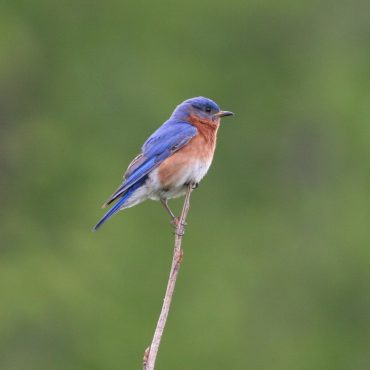 Eastern Bluebird at Schramm State Park, Sarpy Co 7 May 2006 by Phil Swanson