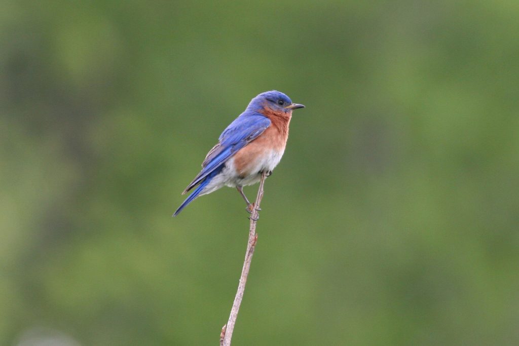 Eastern Bluebird at Schramm State Park, Sarpy Co 7 May 2006 by Phil Swanson