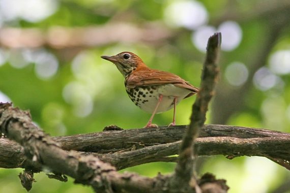 Wood Thrush at Fontenelle Forest, Sarpy Co 3 Jun 2006 by Phil Swanson