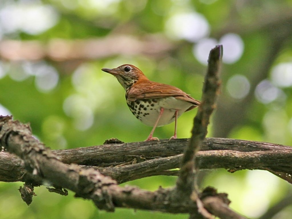 Wood Thrush at Fontenelle Forest, Sarpy Co 3 Jun 2006 by Phil Swanson