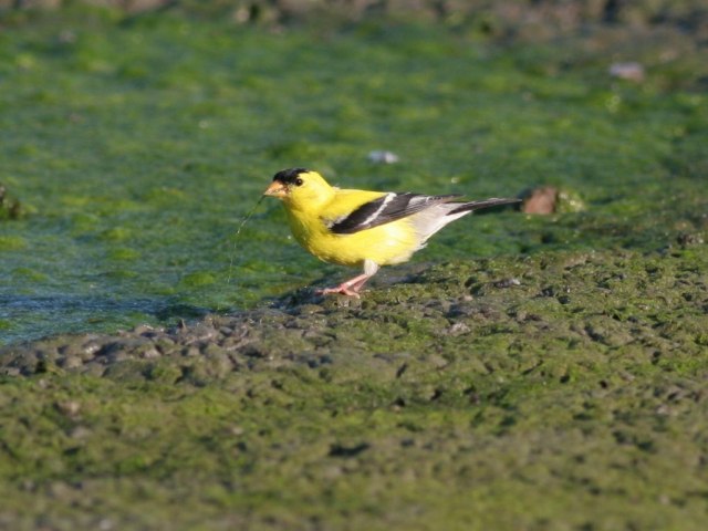 American Goldfinch at Fontenelle Forest, Sarpy Co 28 Jul 2006 by Phil Swanson