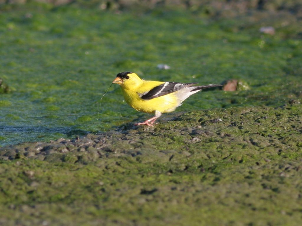 American Goldfinch at Fontenelle Forest, Sarpy Co 28 Jul 2006 by Phil Swanson