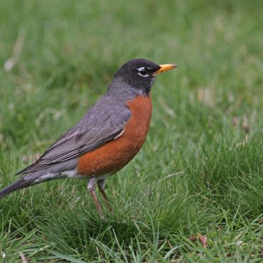 American Robin at Papillion, Sarpy Co 8 Apr 2007 by Phil Swanson