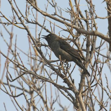 usty Blackbird at Fontenelle Forest, Sarpy Co 5 Apr 2008 by Phil Swanson
