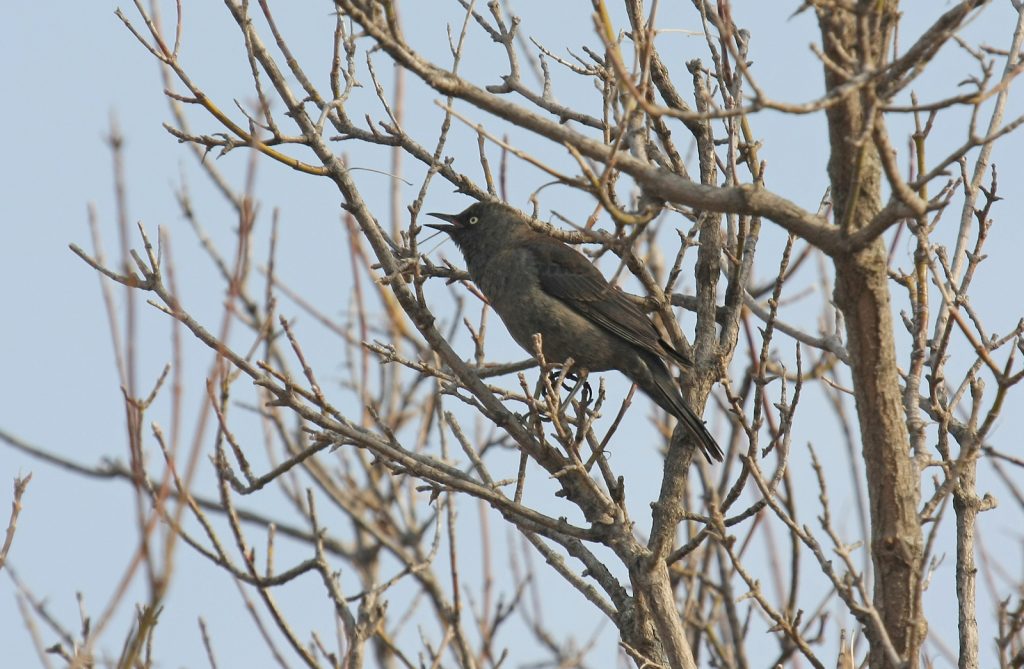 usty Blackbird at Fontenelle Forest, Sarpy Co 5 Apr 2008 by Phil Swanson