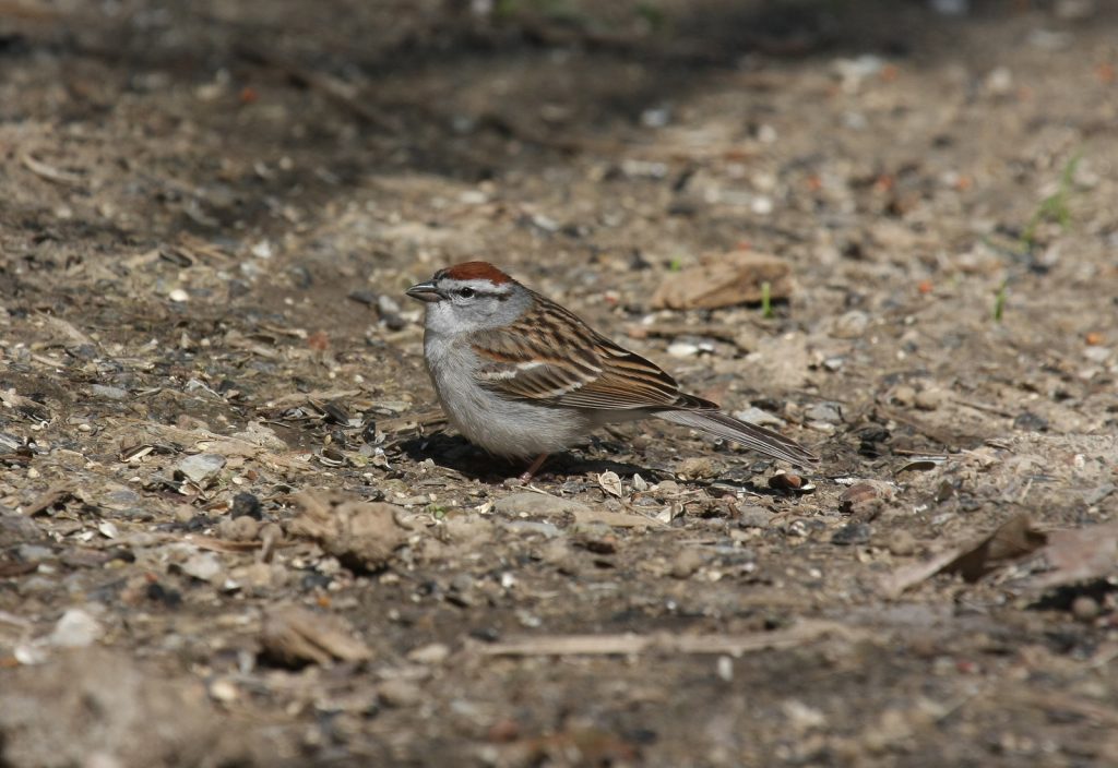 Chipping Sparrow at Neale Woods, Douglas Co 28 Apr 2008 by Phil Swanson