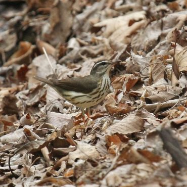 Louisiana Waterthrush at Fontenelle Forest, Sarpy Co 1 May 2008 by Phil Swanson