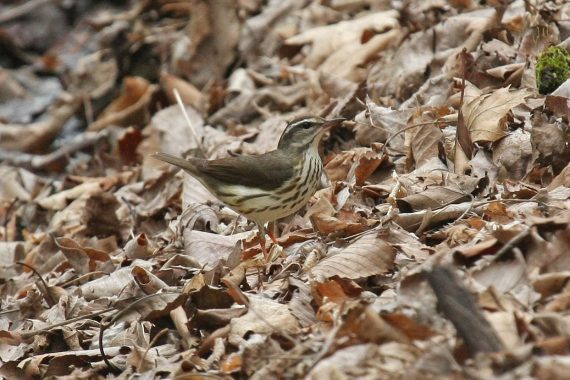Louisiana Waterthrush at Fontenelle Forest, Sarpy Co 1 May 2008 by Phil Swanson