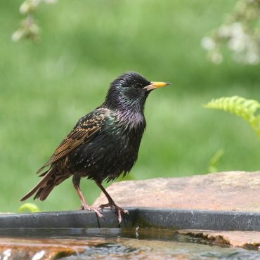 European Starling at Papillion, Sarpy Co 1 May 2008 by Phil Swanson