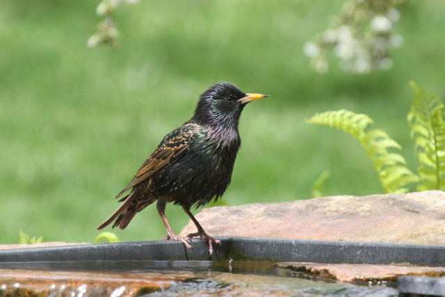 European Starling at Papillion, Sarpy Co 1 May 2008 by Phil Swanson