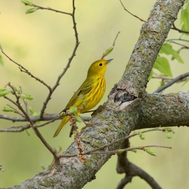 Yellow Warbler at Fontenelle Forest, Sarpy Co 6 May 2008 by Phil Swanson