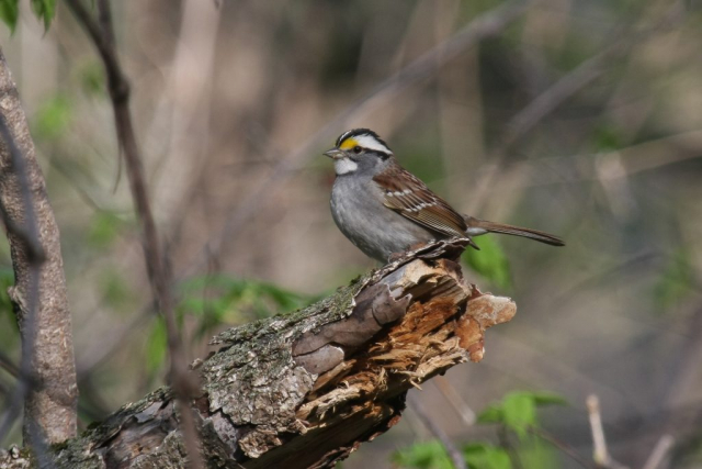 White-throated Sparrow at Fontenelle Forest, Sarpy Co 9 May 2013 by Phil Swanson