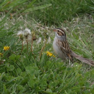 Clay-colored Sparrow at Chalco Hills Recreation Area, Sarpy Co 9 May 2008 by Phil Swanson