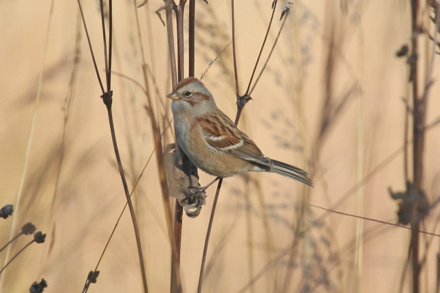 American Tree Sparrow at Fontenelle Forest, Sarpy Co 30 Oct 2008 by Phil Swanson