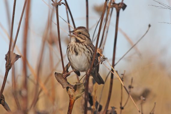 Song Sparrow at Fontenelle Forest, Sarpy Co 10 Oct 2008 by Phil Swanson