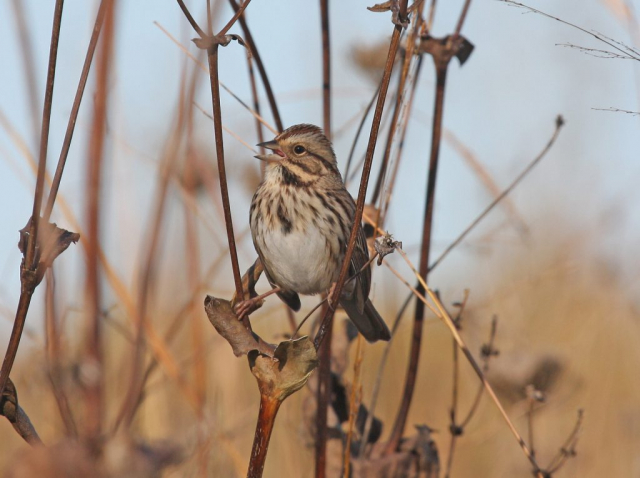 Song Sparrow at Fontenelle Forest, Sarpy Co 10 Oct 2008 by Phil Swanson