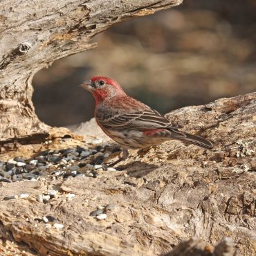 House Finch at Fontenelle Forest, Sarpy Co 21 Mar 2009 by Phil Swanson