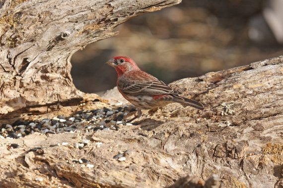 House Finch at Fontenelle Forest, Sarpy Co 21 Mar 2009 by Phil Swanson