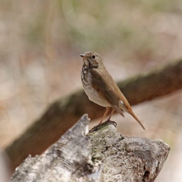 Hermit Thrush at Fontenelle Forest, Sarpy Co 10 Apr 2010 by Phil Swanson
