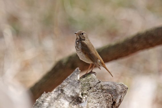 Hermit Thrush at Fontenelle Forest, Sarpy Co 10 Apr 2010 by Phil Swanson