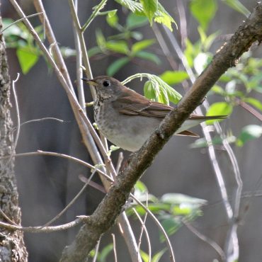 Gray-cheeked Thrush at Fontenelle Forest, Sarpy Co 9 May 2009 by Phil Swanson
