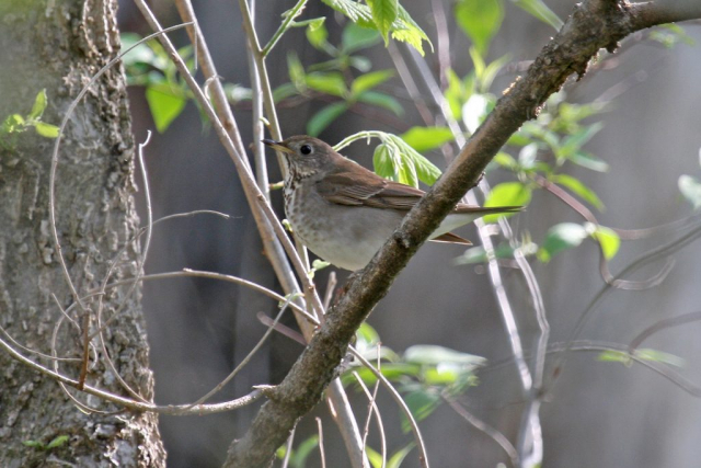 Gray-cheeked Thrush at Fontenelle Forest, Sarpy Co 9 May 2009 by Phil Swanson