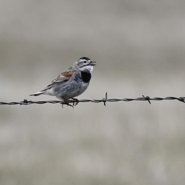 Thick-billed Longspur south of Harrison, Sioux Co 15 May 2010 by Phil Swanson