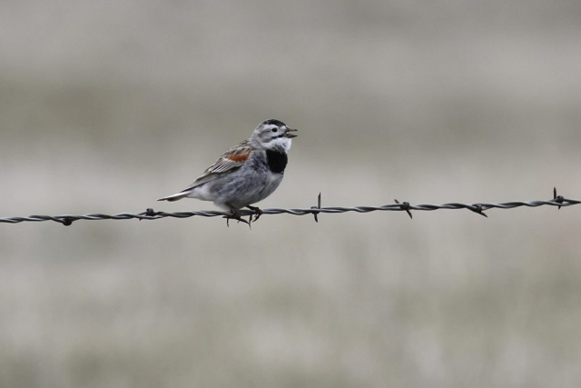 Thick-billed Longspur south of Harrison, Sioux Co 15 May 2010 by Phil Swanson