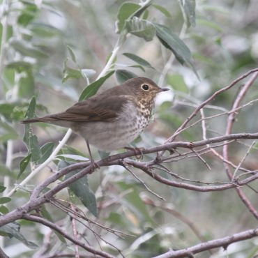 Swainson’s Thrush at Fontenelle Forest, Sarpy Co 18 Sep 2010 by Phil Swanson