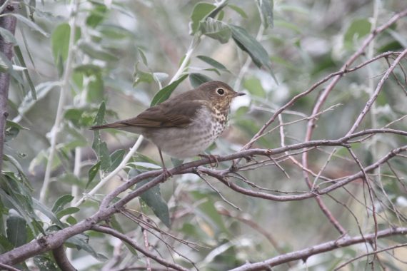 Swainson’s Thrush at Fontenelle Forest, Sarpy Co 18 Sep 2010 by Phil Swanson